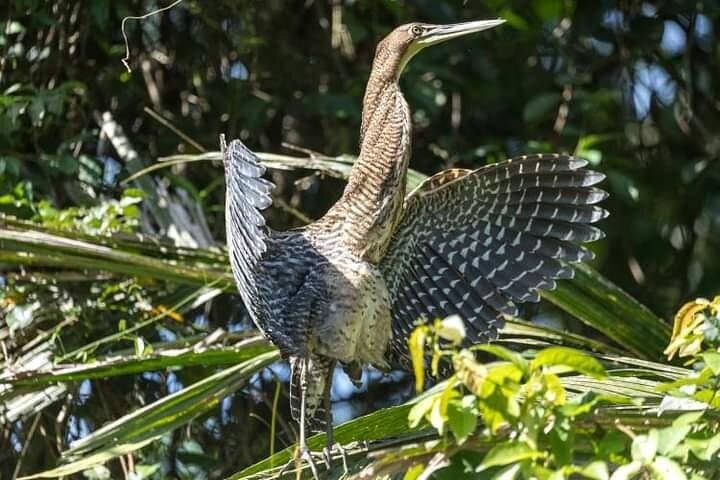 Tortuguero-Tour auf den Kanälen im Kanu mit Elektromotor