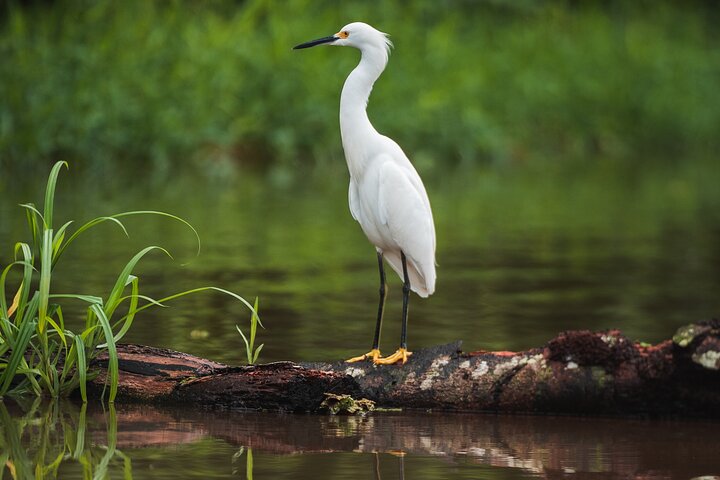 Tortuguero-Tour auf den Kanälen im Kanu mit Elektromotor