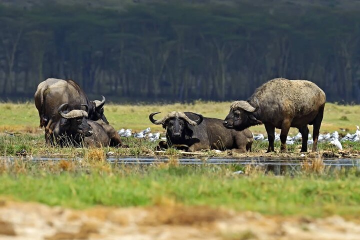 Excursion d'une demi-journée au parc national du lac Nakuru privé de Nakuru