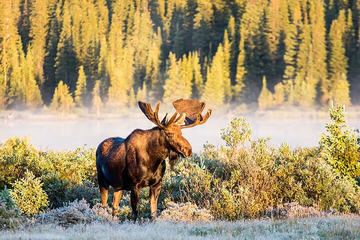 Oppdag Rocky Mountain nasjonalpark - liten gruppe tur og picnic