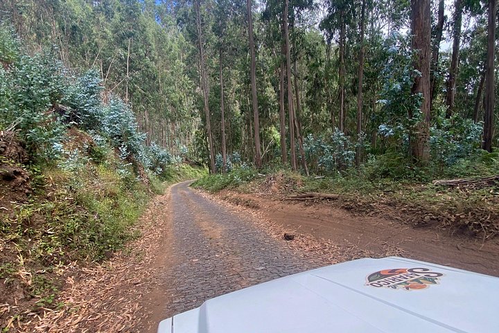 Floresta Fanal, Skywalk & Lava Pools: Expedição 4x4 da Madeira Ocidental