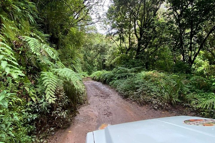 Floresta Fanal, Skywalk & Lava Pools: Expedição 4x4 da Madeira Ocidental