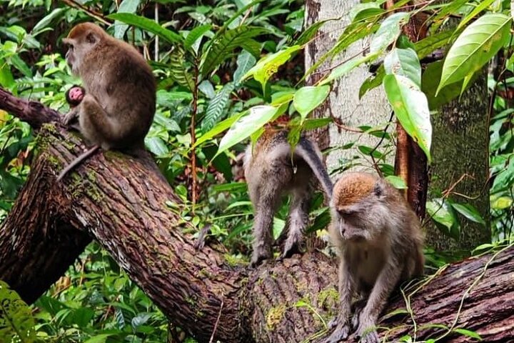 Bako National Park : Nature & Wildlife