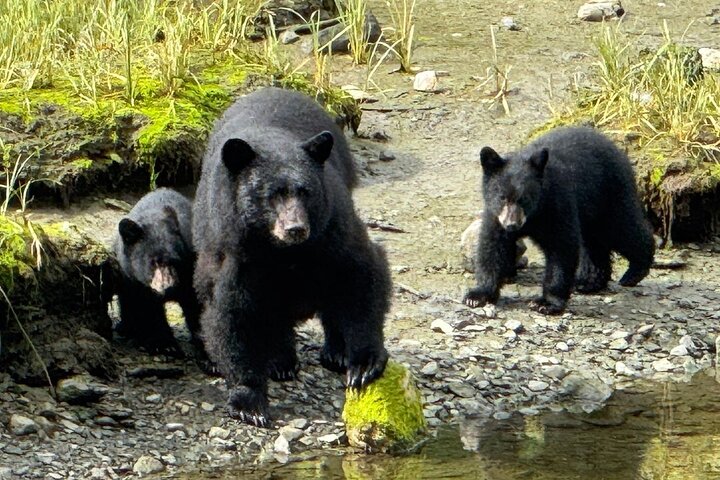 Ketchikan Rainforest Adventure Naturaleza y vida silvestre Tour