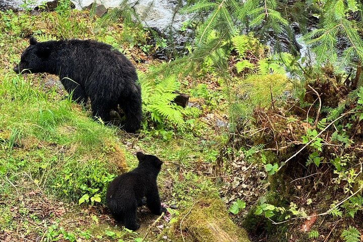 Ketchikan Rainforest Adventure Naturaleza y vida silvestre Tour