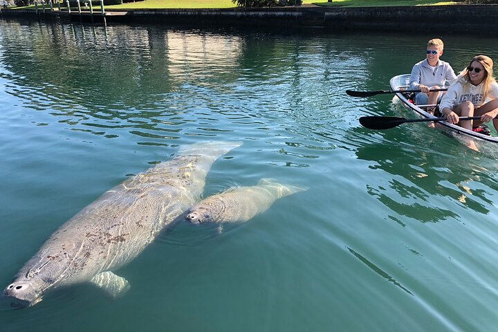 Hoteller i nærheden af Crystal River Clear Kayak Tour: Three Sisters Springs & Manatees