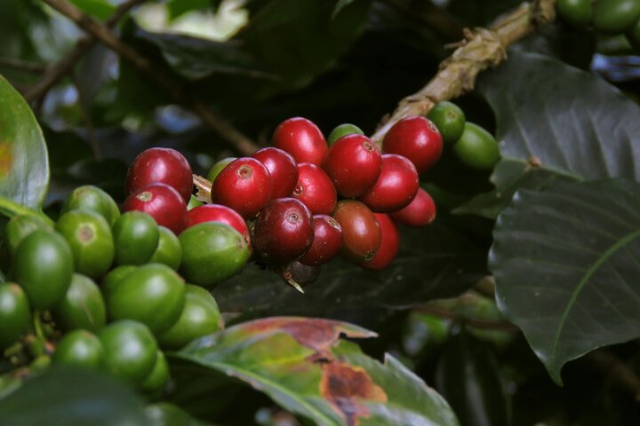 Chikmagalur Coffee Trail Tour Privado de 2 Dias saindo de Bangalore