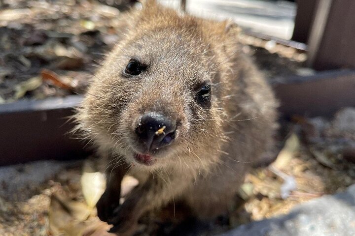 Rottnest Island Grand Tour, incluindo almoço e passeio de trem histórico