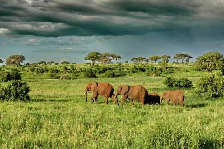 1 dags safaritur till Mikumi nationalpark från Zanzibar