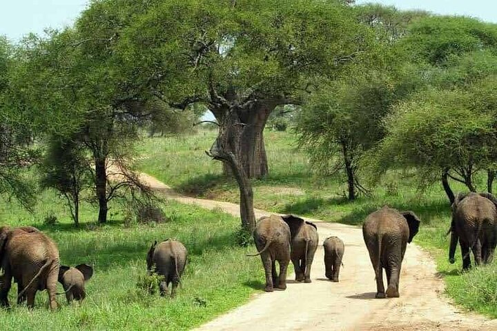 1 dags safaritur till Mikumi nationalpark från Zanzibar