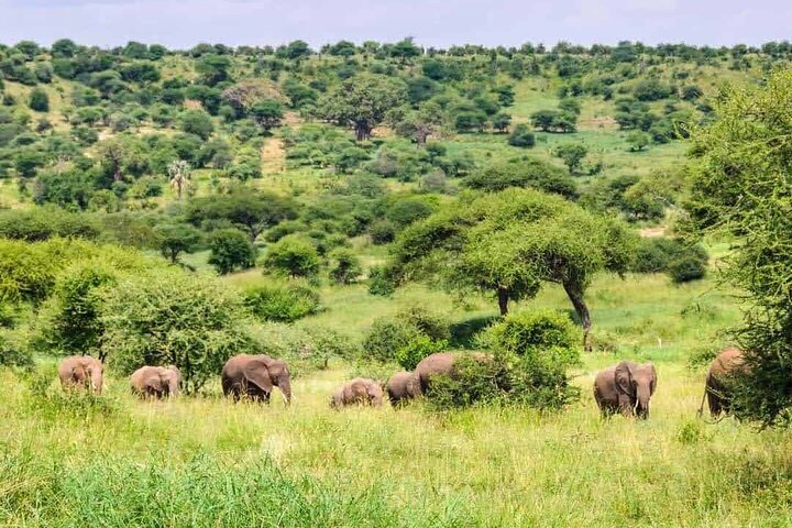 1 dags safaritur till Mikumi nationalpark från Zanzibar