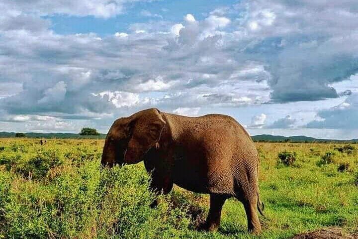 1 dags safaritur till Mikumi nationalpark från Zanzibar