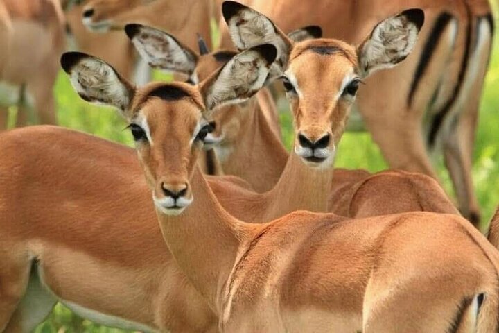 1 dags safaritur till Mikumi nationalpark från Zanzibar