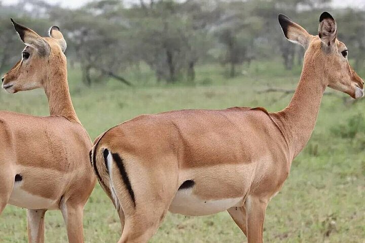 1 dags safaritur till Mikumi nationalpark från Zanzibar