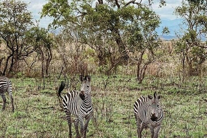 1 dags safaritur till Mikumi nationalpark från Zanzibar