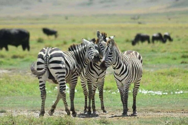 1 dags safaritur till Mikumi nationalpark från Zanzibar