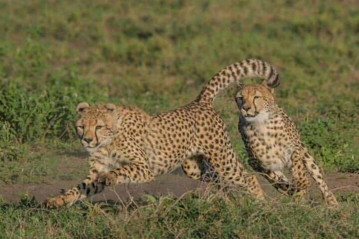 1 dags safaritur till Mikumi nationalpark från Zanzibar