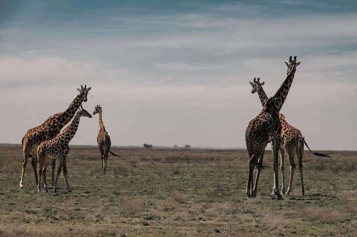 1 dags safaritur till Mikumi nationalpark från Zanzibar