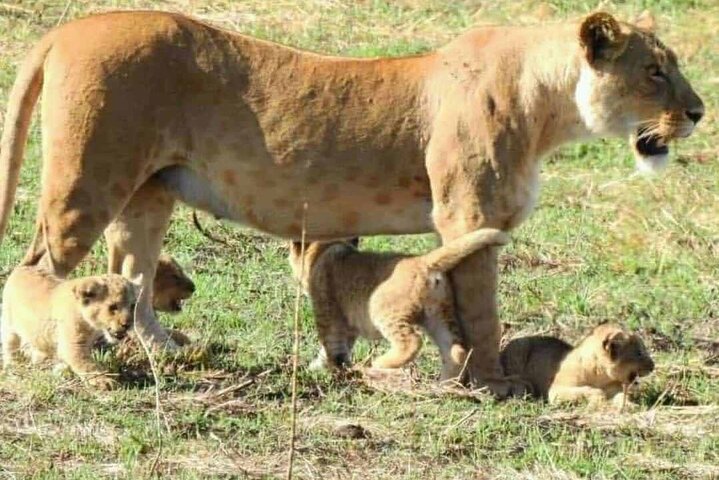 1 dags safaritur till Mikumi nationalpark från Zanzibar