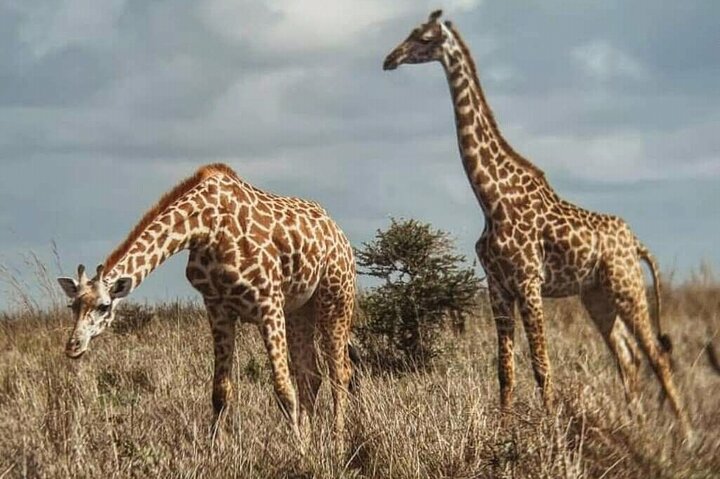 1 dags safaritur till Mikumi nationalpark från Zanzibar