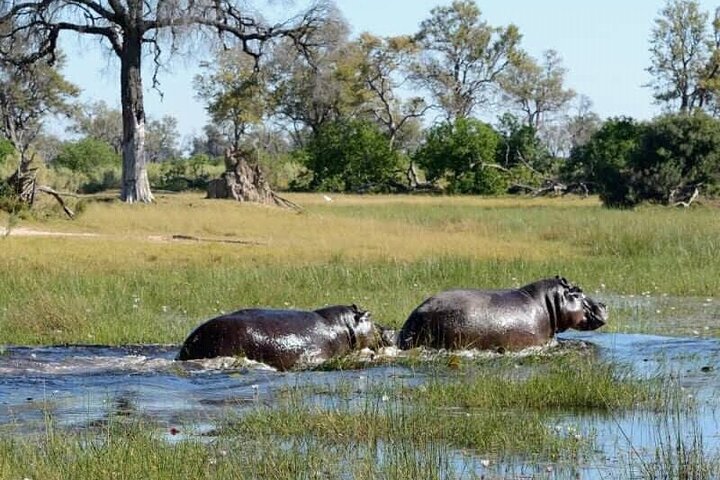 1 dags safaritur till Mikumi nationalpark från Zanzibar