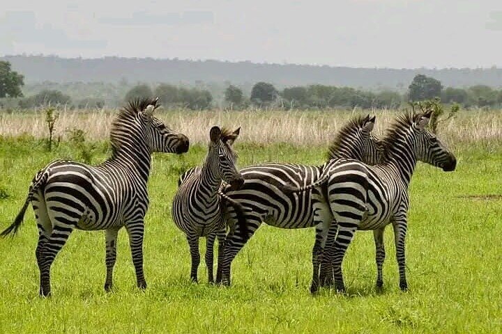 1 dags safaritur till Mikumi nationalpark från Zanzibar