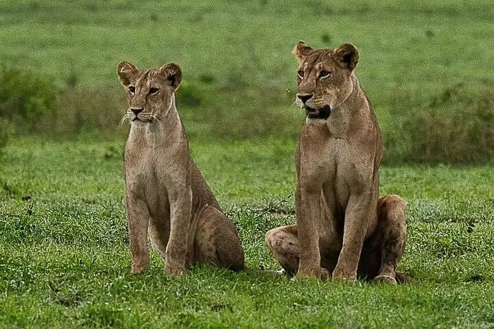 1 dags safaritur till Mikumi nationalpark från Zanzibar