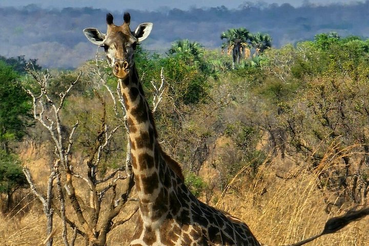 Safari 3 dager fra Zanzibar til Mikumi nasjonalpark med ferge