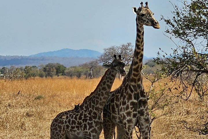 Safari 3 dager fra Zanzibar til Mikumi nasjonalpark med ferge