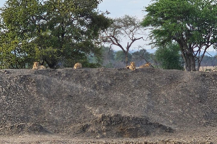 Safari 3 dager fra Zanzibar til Mikumi nasjonalpark med ferge