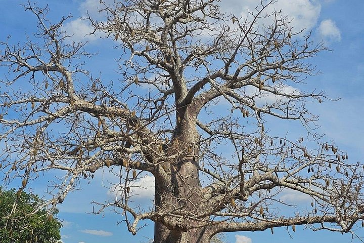 Safari 3 dager fra Zanzibar til Mikumi nasjonalpark med ferge