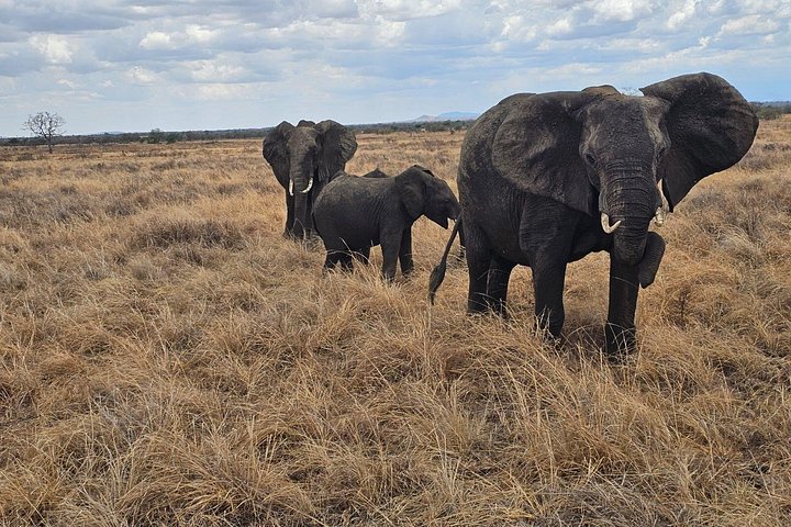 Safari 3 dager fra Zanzibar til Mikumi nasjonalpark med ferge