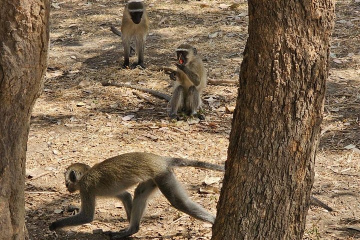 Safari 3 dager fra Zanzibar til Mikumi nasjonalpark med ferge