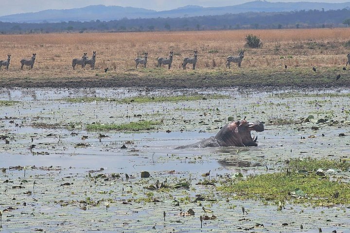 Safari 3 dager fra Zanzibar til Mikumi nasjonalpark med ferge