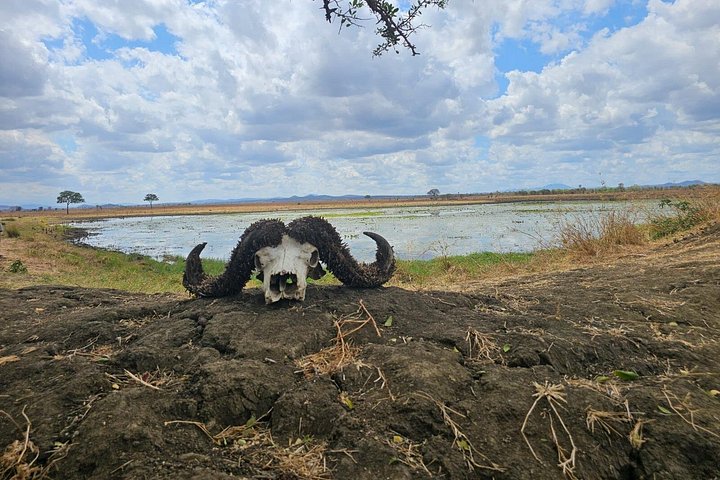 Safari 3 dager fra Zanzibar til Mikumi nasjonalpark med ferge