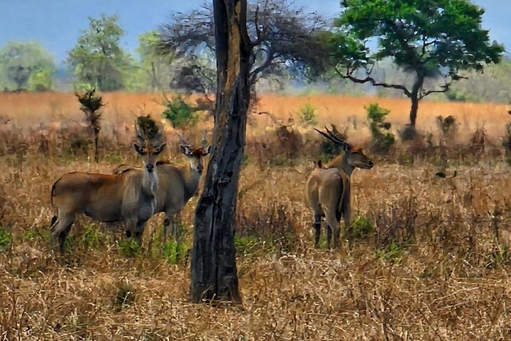 Safari 3 dager fra Zanzibar til Mikumi nasjonalpark med ferge