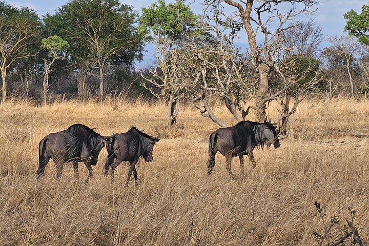 Safari 3 dager fra Zanzibar til Mikumi nasjonalpark med ferge
