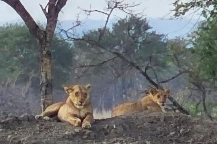 Safari 3 dager fra Zanzibar til Mikumi nasjonalpark med ferge