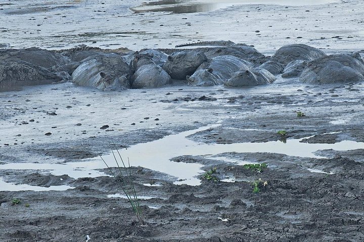 Safari 3 dager fra Zanzibar til Mikumi nasjonalpark med ferge