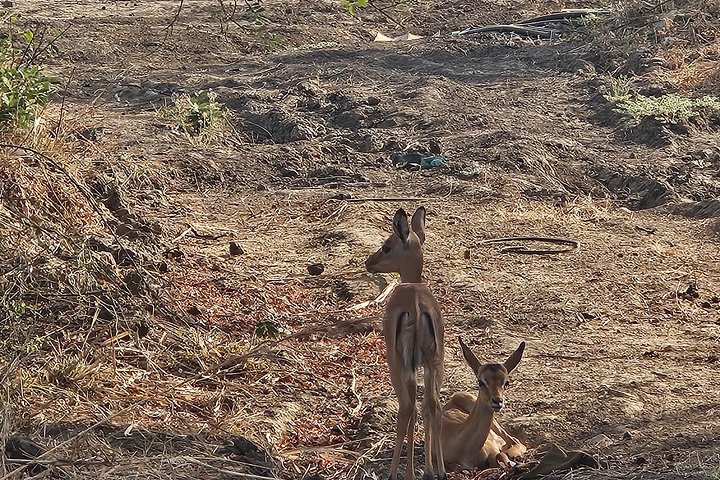 Safari 3 dager fra Zanzibar til Mikumi nasjonalpark med ferge