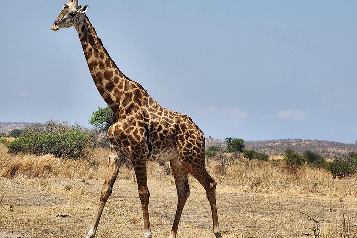 Safari 3 dager fra Zanzibar til Mikumi nasjonalpark med ferge