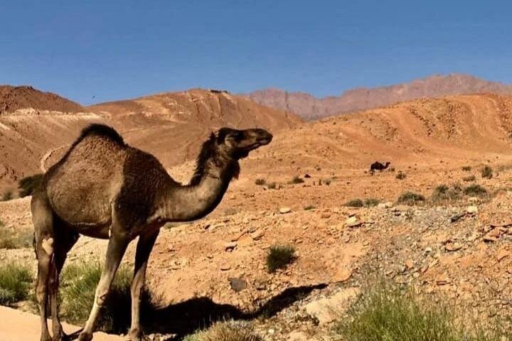 Excursión de un día: Naturaleza y desierto de Essaouira