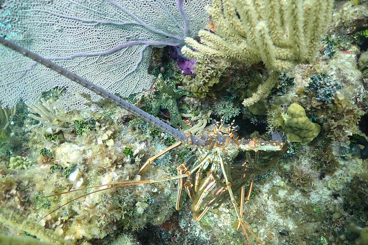 Stingray City Sandbar, Snorkel, Star Fish Beach (familiedrevet)