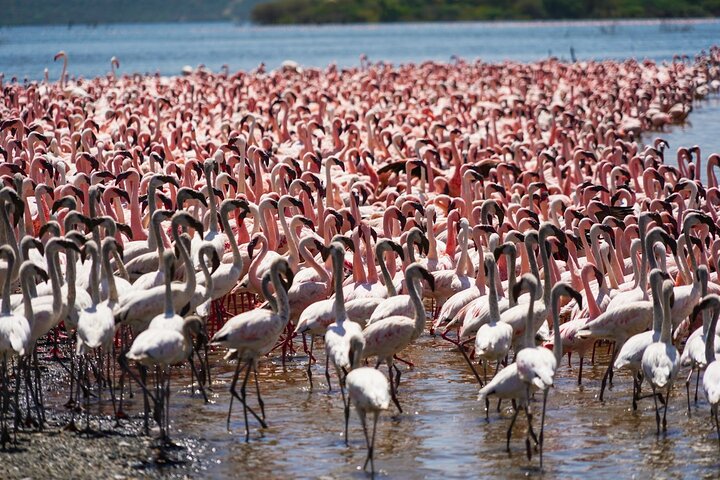 Safari di 2 giorni sulla Rift Valley per uccelli Naivasha Nakuru Baringo Bogoria