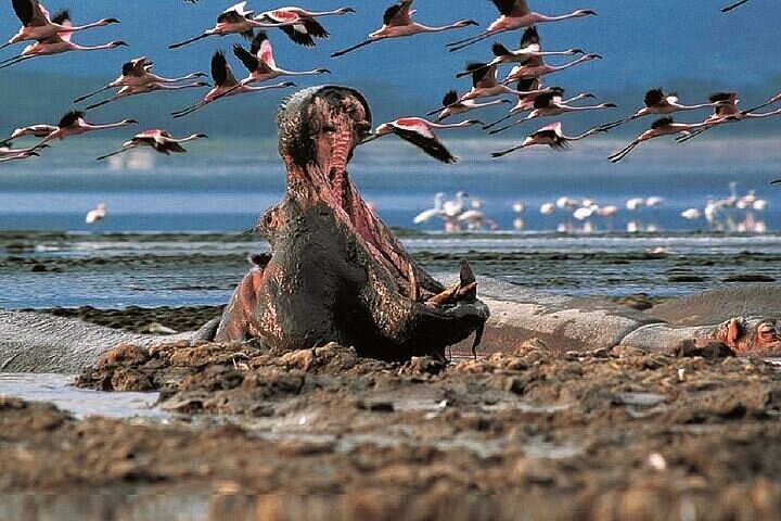 Safari di 2 giorni sulla Rift Valley per uccelli Naivasha Nakuru Baringo Bogoria