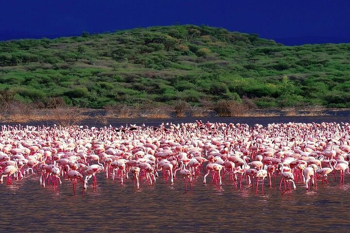 Safari di 2 giorni sulla Rift Valley per uccelli Naivasha Nakuru Baringo Bogoria