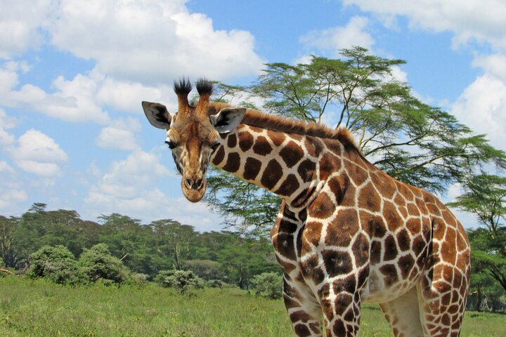 Safari di 2 giorni sulla Rift Valley per uccelli Naivasha Nakuru Baringo Bogoria