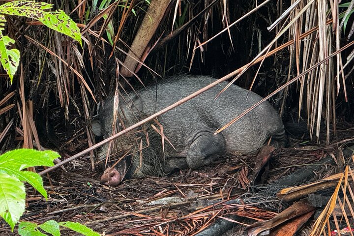 Bako National Park : Nature & Wildlife