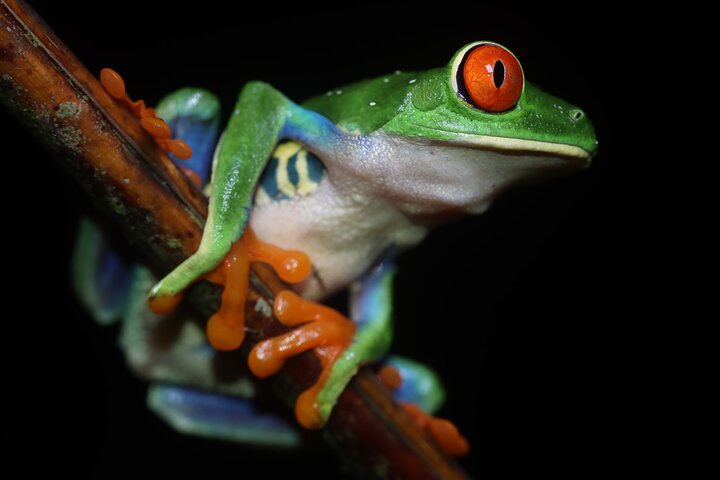 La Fortuna Night Walk at Arenal Volcano: Rainforest Wildlife Tour