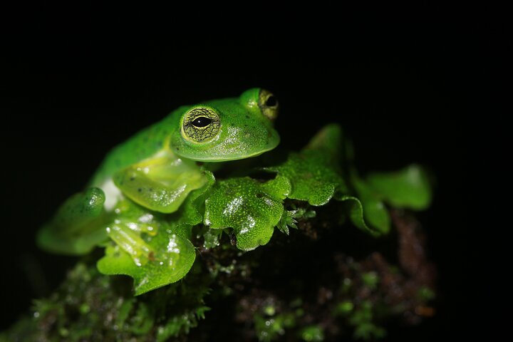 La Fortuna Night Walk at Arenal Volcano: Rainforest Wildlife Tour